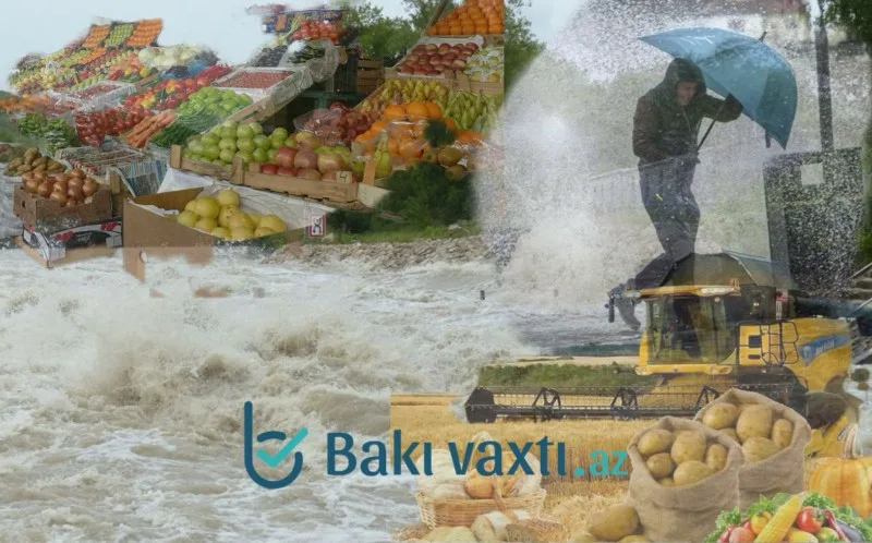 Yağış kənd təsərrüfatına ciddi ziyan vurdu: Bahalaşma olacaq