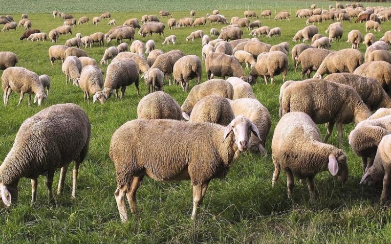 Samuxda çox sayda qoyun oğurlanıb 