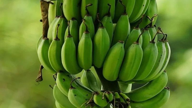 Yaşıl banan xərçəngin qarşısını ala bilər- ARAŞDIRMA
