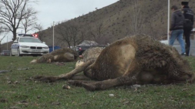 Bakıya gələn qatar qoyun sürüsünə çırpıldı - 37 heyvan tələf oldu