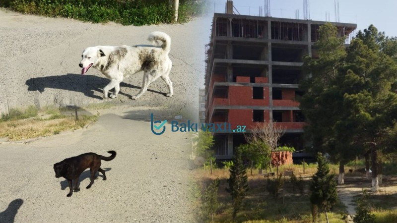 Sumqayıt küçələrində TƏHLÜKƏ: Sahibsiz itlərin hücumları artır, sakinlər narahatdır