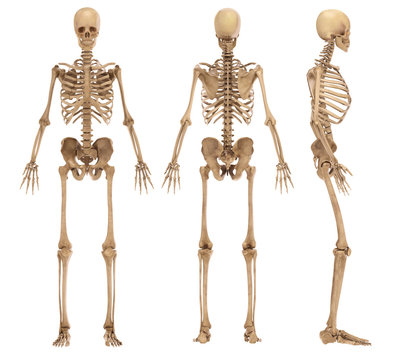 İnsan skeleti yalnız hərəkəti təmin etmir – mütəxəssis sümük sağlamlığından danışdı