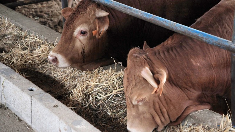 Bu əlamətləri göstərən qurbanlıq heyvanları almayın- XƏBƏRDARLIQ