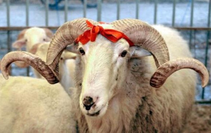 Qurban bayramı ilə bağlı fətva verildi - YENİLƏNİB