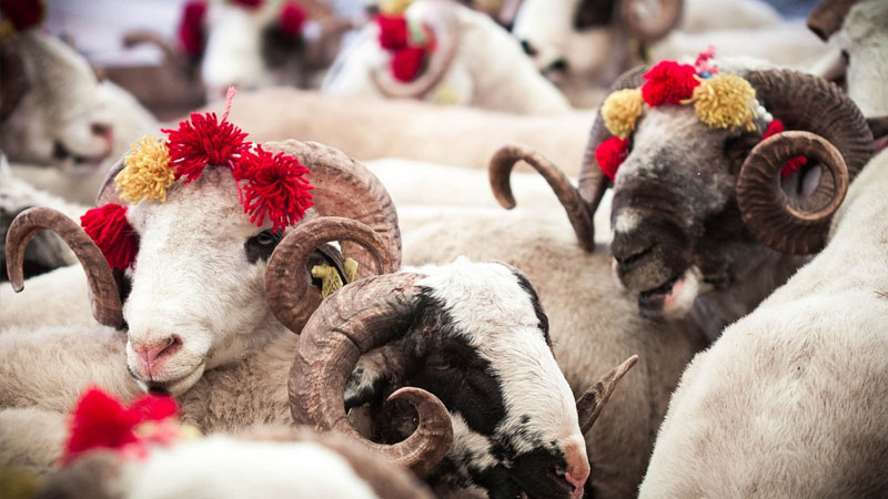 Qurban nə vaxt kəsilməlidir? - AÇIQLAMA