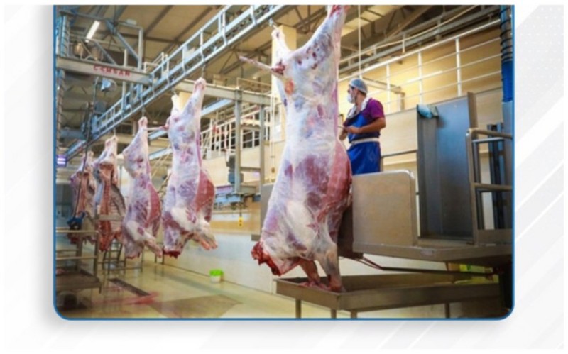 Qurbanlıq heyvanlar bu ünvanlarda satılacaq - SİYAHI