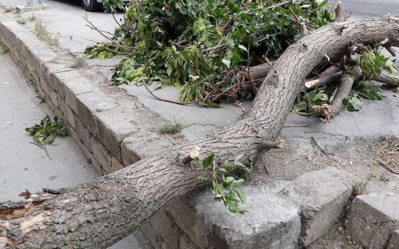 Güclü külək Bakıda 16 ağacı aşırıb