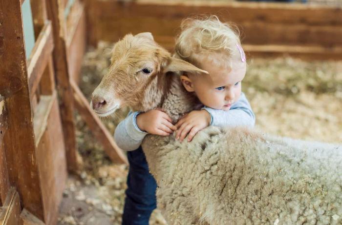 Qurban kəsiminin uşaqlara təsiri: Görməkmi, görməməkmi?