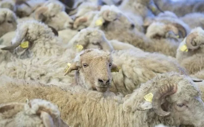 135 ünvanda qurbanlıq heyvanların satışı və kəsimi xidmətləri göstərilir