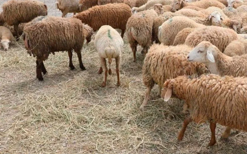 Qurbanlıq heyvanların satış və kəsim məntəqələri – Biləsuvar niyə “unudulub?”