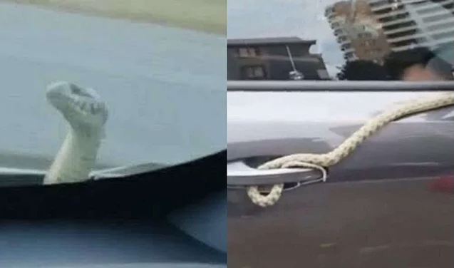 Bakıdan Bərdəyə qədər ilanla yol yoldaşı oldular - VİDEO