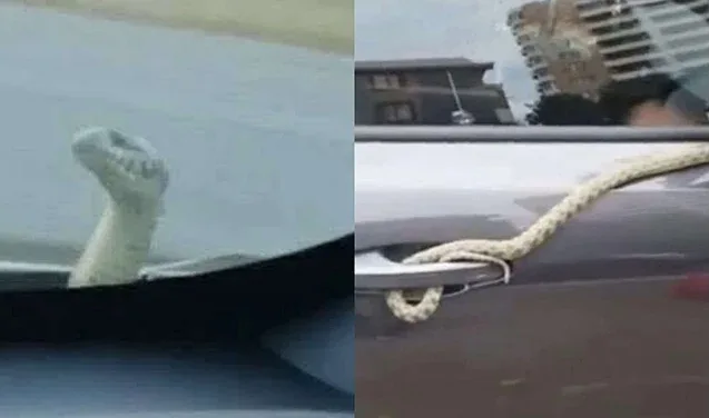 Bakıdan Bərdəyə qədər ilanla yol yoldaşı oldular - VİDEO