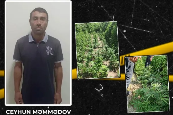 Həyətində çətənə kolu yetişdirən şəxs tutuldu - VİDEO