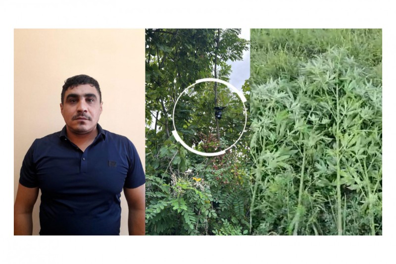 Göyçayda bağı narkotik plantasiyasına çevirən şəxs tutuldu