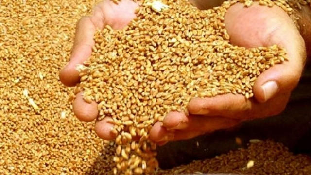 Yerli buğda istehsalçılarının DİQQƏTİNƏ!
