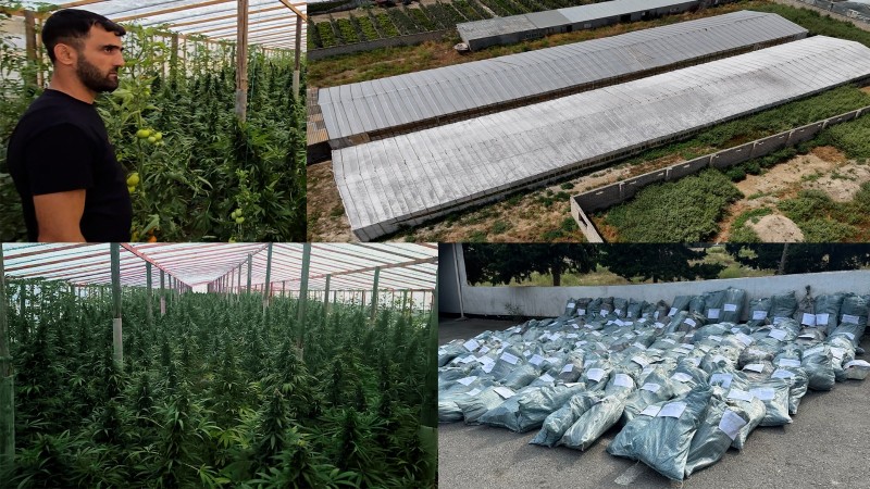 Bakıda 881 kq çətənə kolu yetişdirilən istixana aşkarlanıb
