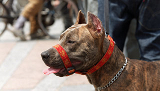 Pitbull sahibinin azyaşlı qızını ad günündə öldürdü