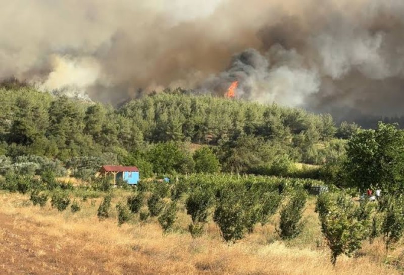 Sakaryada yeni meşə yanğını: Bur məhəllə boşaldıldı - FOTO