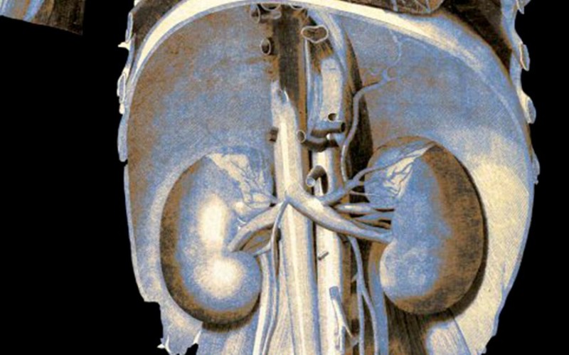 “Liver International”: Böyrəklər hepatit E virusunu gizlədə bilər