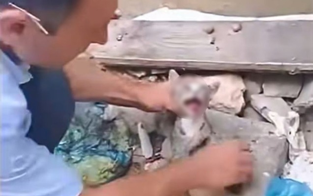 Pişiyə rəhmsizlik edən şəxs məsuliyyətə cəlb olundu - FOTO