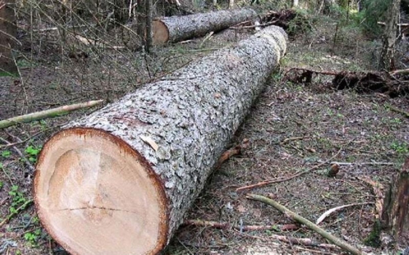Lerikdə meşəyə odun yığmağa gedən kişinin üzərinə ağac aşaraq ölüb