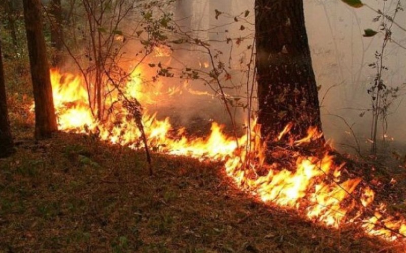 Ağdərədə yanğın meşə ərazisinə keçdi