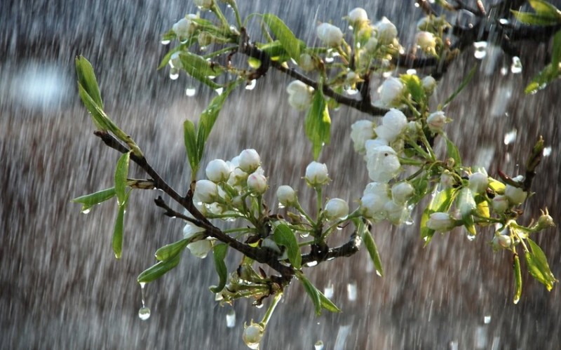 Yağıntılı hava şəraiti bu tarixədək davam edəcək
