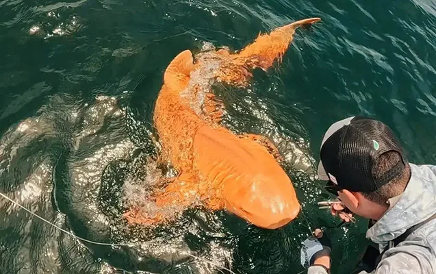 Rəngli köpəkbalığının “sirr”i məlum oldu