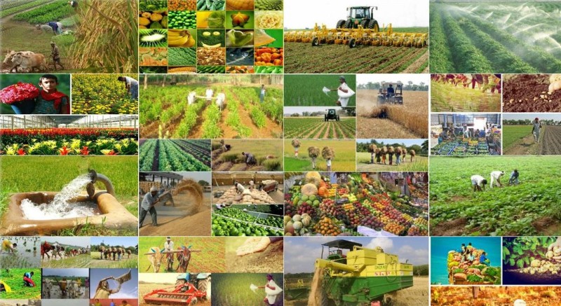 Kənd təsərrüfatı xərcləri 9 %-dən çox azaldılır