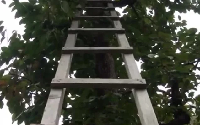 Qaxda kişi qoz ağacından yıxılaraq öldü