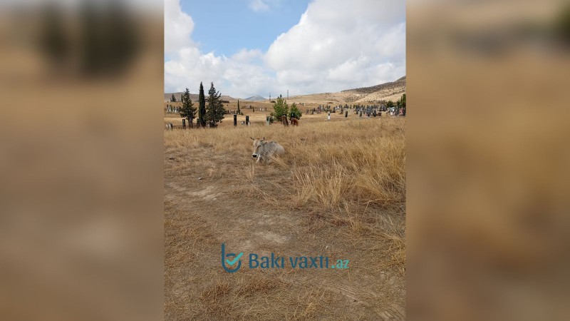 Ölülərə hörmətsizlik: Daş Salahlıda qəbiristanlığı örüş yerinə çevirdilər - FOTOLAR