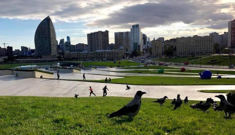 Bakıda qarğalar artıb: ƏSAS SƏBƏB...