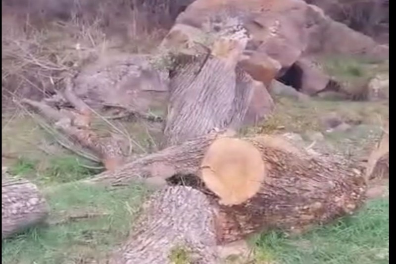 Kəlbəcərdə ağackəsmə faktı ilə bağlı araşdırmalara başlanılıb