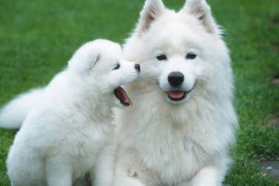 ARAŞDIRMA: İtlər gələcəkdə danışa bilərmi?