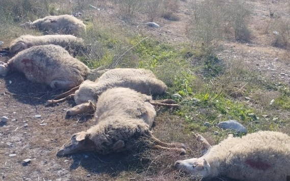 Kürdəmirdə mikroavtobus heyvan sürüsünə çırpılıb: 10 baş qoyun tələf olub