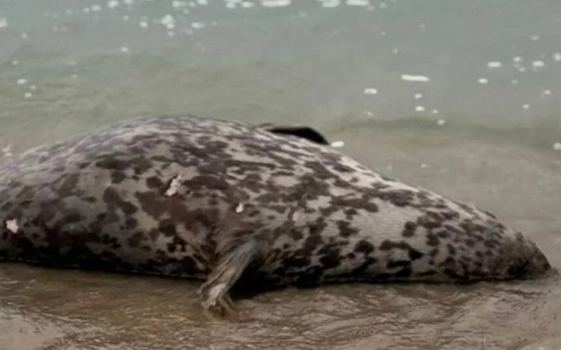 Xəzər sahilində ölü suitilər aşkar edildi