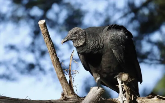 Xaçmazda Qara kərkəs belə xilas edildi - VİDEO