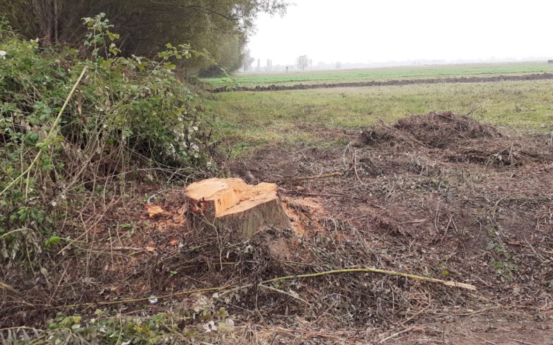 Sağlam söyüd ağaclarını kəsən şəxs saxlanıldı