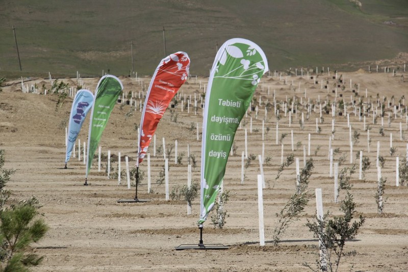Zəfərin 5-ci ildönümü münasibətilə ölkədə 174 minə yaxın ağac və kol əkilib