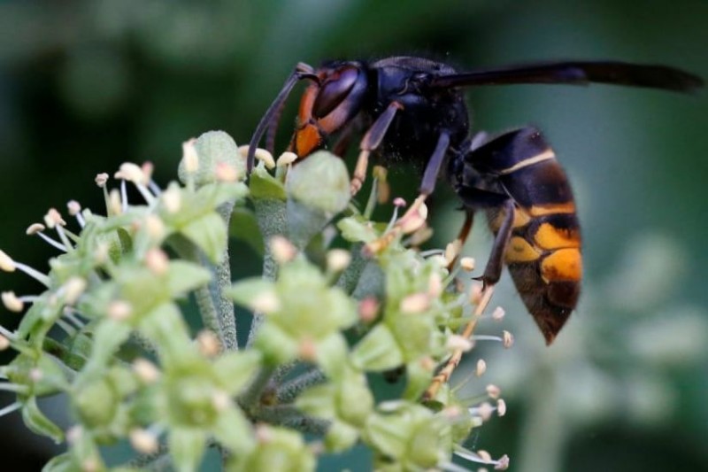 Şəhidin qardaşı arı sancması nəticəsində ölüb - TƏFƏRRÜAT