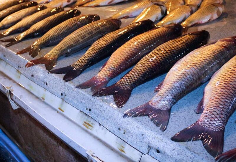 “Balıq baha olsa da, alıram” - İnsanlar mal ətindən imtina edirlər