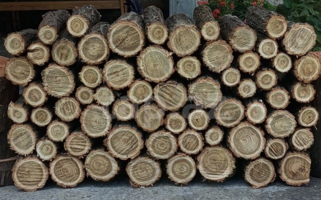 Bu ərazilərdən odun qıra bilərsiniz - SİYAHI