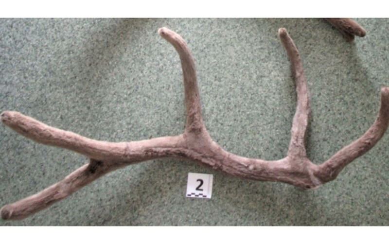 Nəsli kəsilən heyvanın buynuzunu Bakıya gətirmək istədi - Saxlanıldı