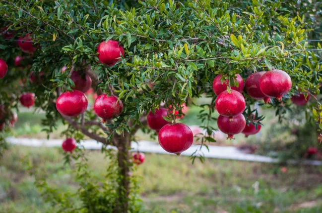 Azərbaycan Kolumbiyadan nar tədarük etməyə başlayıb