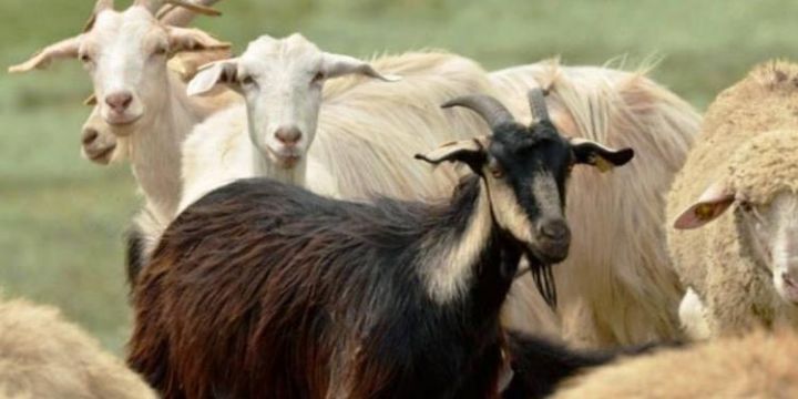 Azərbaycanda qoyun və keçilərin sayı kəskin azalıb