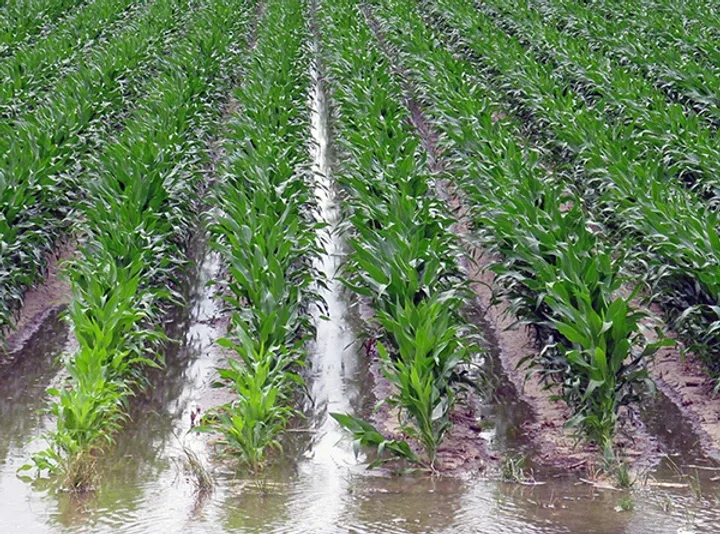 Meliorasiya və baytarlıq tədbirlərinə 709 milyon manat ayrılacaq