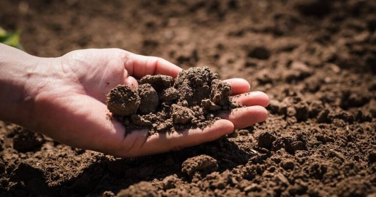 Azərbaycanda növbəti torpaq hərracları elan edilib