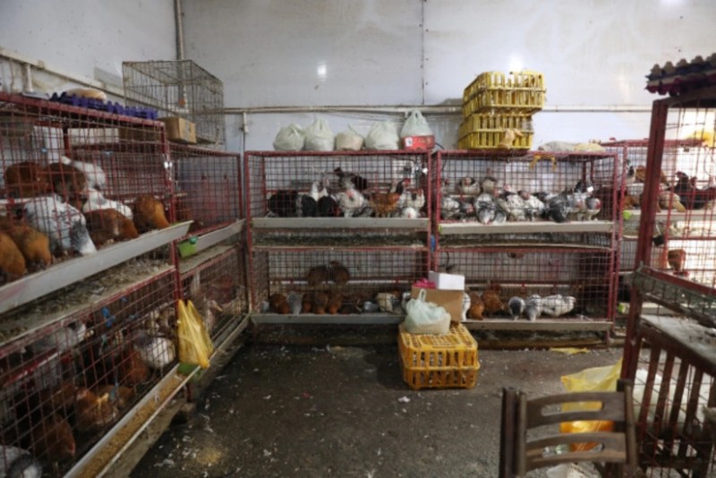 Quş kəsimi yerinin fəaliyyəti dayandırıldı - SƏBƏB - FOTO