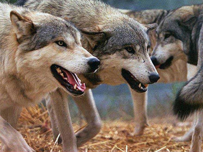 Kürdəmirdə canavarlar kəndə hücum edib