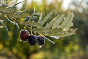 Türkiyənin məşhur zeytun yığımına qoşulun – FOTOLAR